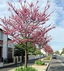 street planting