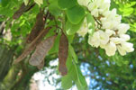 Robinia pseudoacacia (Robinier)