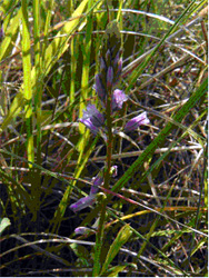 polygale chevelu