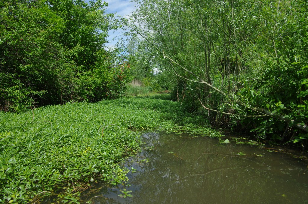 Prolifration de Jussie dans les coulants 