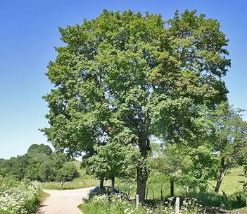 Acer campestris (Erable champtre)