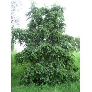 Alnus incana (Aulne blanc)